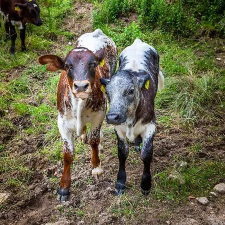 Couette-café Hinterkellaubauer 3*