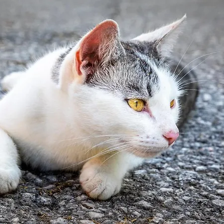 Hinterkellaubauer 3*