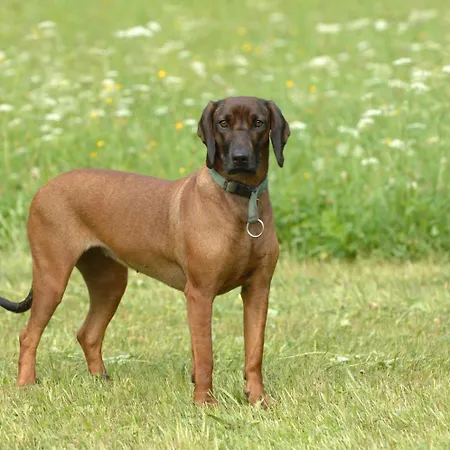 Hinterkellaubauer