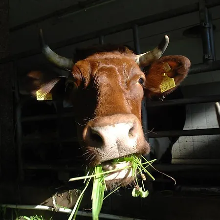 Couette-café Hinterkellaubauer Kuchl