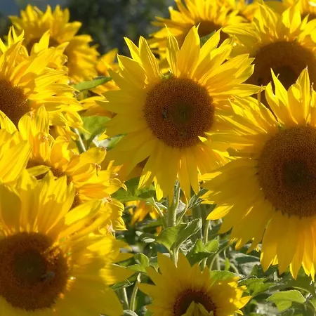 Couette-café Hinterkellaubauer 3*