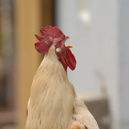 Hinterkellaubauer Kuchl