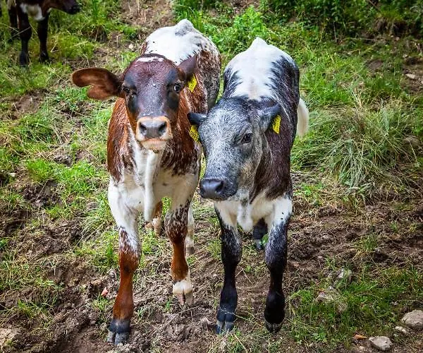 Bed & Breakfast Hinterkellaubauer 3*