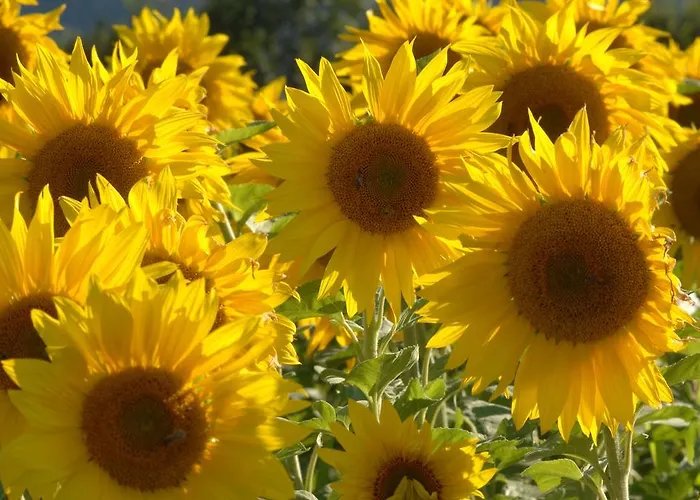 Bed & Breakfast Hinterkellaubauer 3*