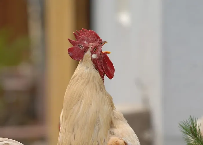 Hinterkellaubauer Kuchl