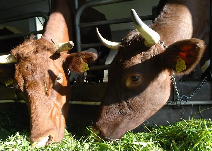 Bed & Breakfast Hinterkellaubauer 3*